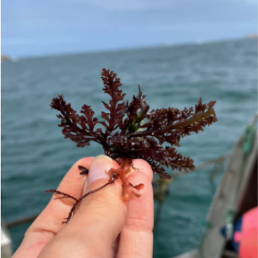 Une algue élevée en pleine mer