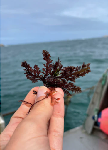 Une algue élevée en pleine mer