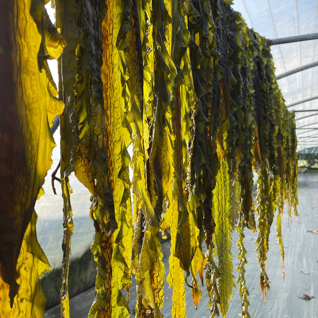 algues laminaires cultivées